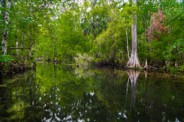 istock Wakulla Springs in Northern Florida 1145100533