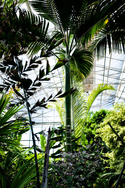 istock Beautiful Greenhouse Tropical Garden 1145101338