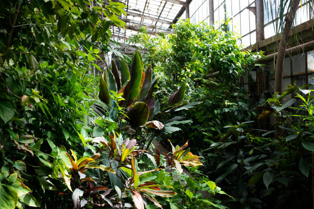 istock Beautiful Greenhouse Tropical Garden 1145101433
