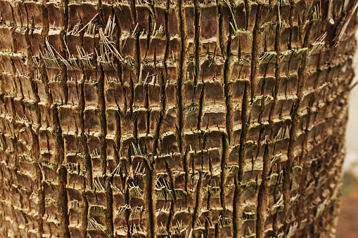 Palm bark. Exotic background with place for text.