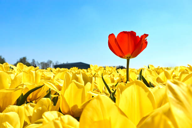 un singolo tulipano rosso in un campo con tulipani gialli - spring tulip field flower foto e immagini stock