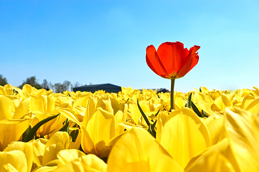 Individuality, difference and leadership concept. Stand out from the crowd. A single red tulip in a field with many yellow tulips against a blue sky in springtime in the Netherlands