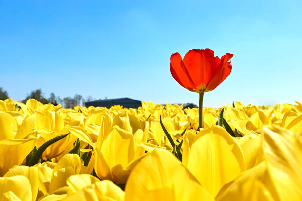 A single red tulip in a field with yellow tulips Individuality, difference and leadership concept. Stand out from the crowd. A single red tulip in a field with many yellow tulips against a blue sky in springtime in the Netherlands contrasts stock pictures, royalty-free photos & images