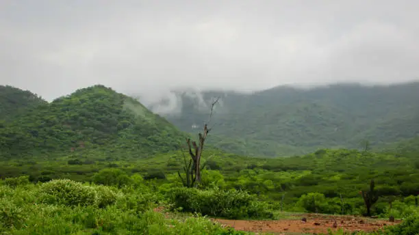 Landscape of Brazil, mountains and cerrado with green forests, of the caatinga biome