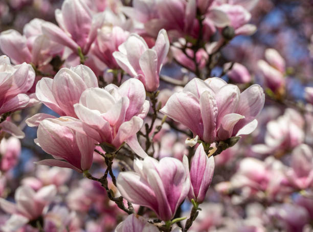 istock Close-up of beautiful blooming magnolia tree. 1145110156