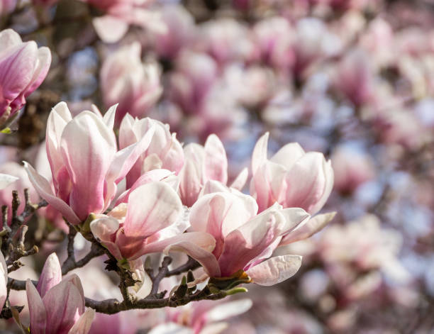 istock Close-up of beautiful magnolia flowers, springtime. 1145110157