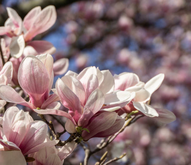 istock Close-up of beautiful magnolia blossoms in springtime. 1145110158