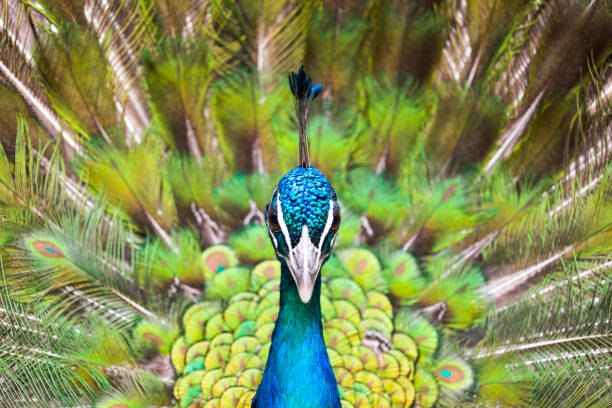 a white peacock standing proudly on a baroque scenery behind