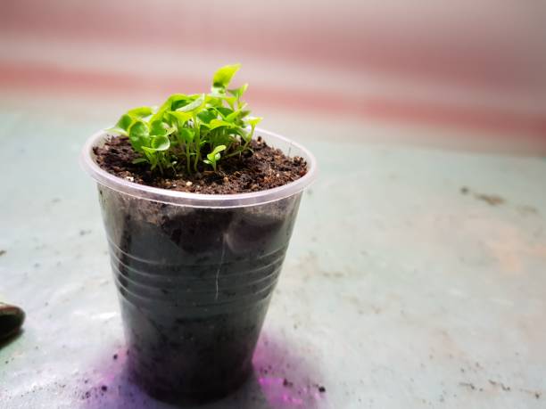 istock Seedlings - very beautiful label seedlings in a pot or cup 1145115299