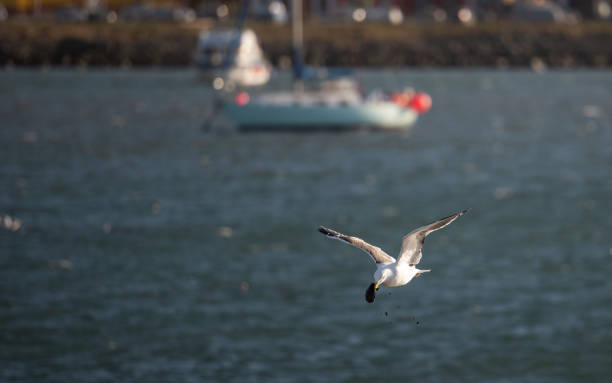 istock Seagull flying and working to get its food 1145115514