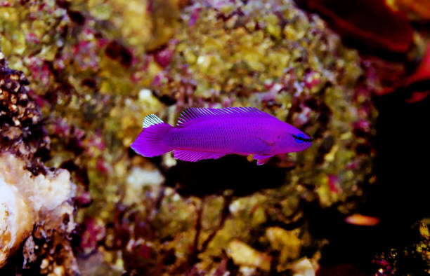 Orchid Dottyback marine fish  - (Pseudochromis fridmani) Orchid Dottyback, also known as the Fridman's Dottyback, or Fridman's Pseudochromis is an excellent addition to most reef tanks. This gorgeous lavender colored fish has a wonderful personality in the aquarium and will surely become the aquarium favorite. The Orchid Dottybacks are found only in the Red Sea. They can be found in colonies near ledges, where they can dart in and out to feed on the passing zooplankton. orchid dottyback stock pictures, royalty-free photos & images