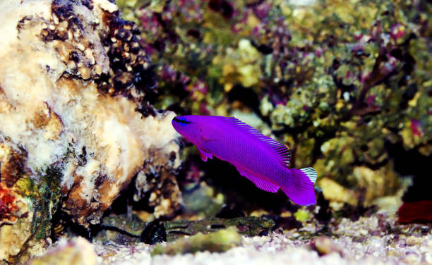 Orchid Dottyback marine fish  - (Pseudochromis fridmani) Orchid Dottyback, also known as the Fridman's Dottyback, or Fridman's Pseudochromis is an excellent addition to most reef tanks. This gorgeous lavender colored fish has a wonderful personality in the aquarium and will surely become the aquarium favorite. The Orchid Dottybacks are found only in the Red Sea. They can be found in colonies near ledges, where they can dart in and out to feed on the passing zooplankton. orchid dottyback stock pictures, royalty-free photos & images
