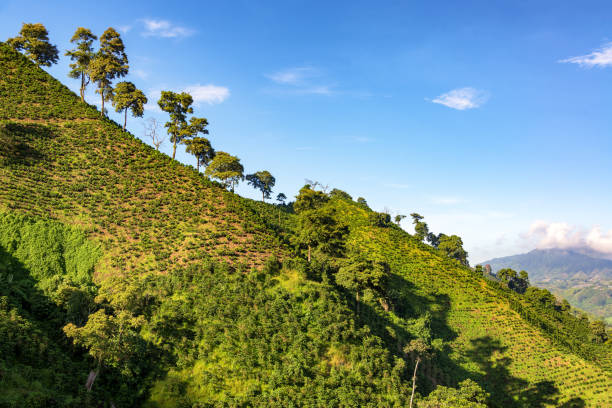 istock Hills of Coffee 1145116545