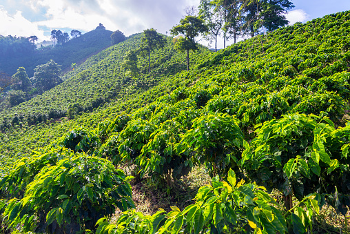 View of a coffee plantation near Manizales, Colombia
