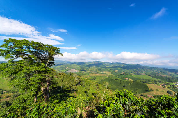 istock Landscape of Coffee 1145118497