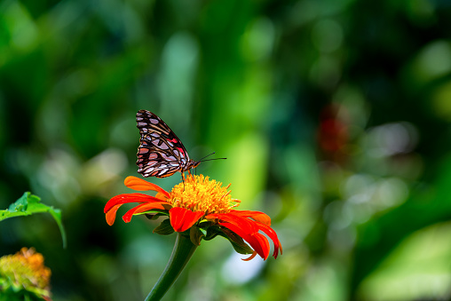 A butterfly on an echinacea flower