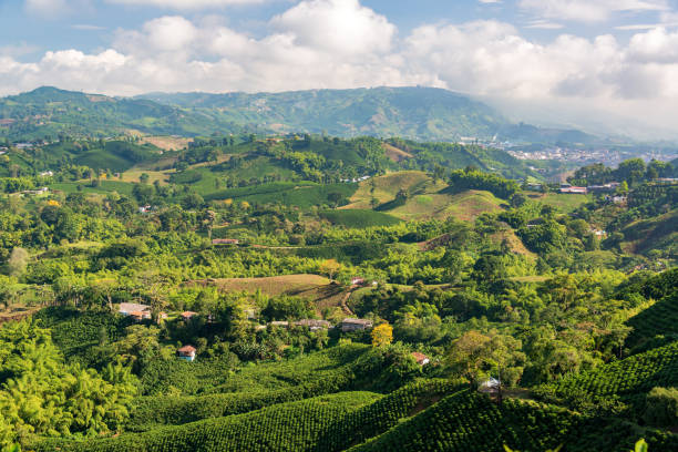 istock Colombian Coffee Farms 1145118578