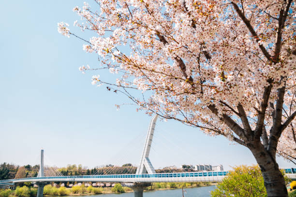 istock Dongchon riverside park, Cherry blossoms and bridge in Daegu, Korea 1145123099