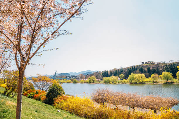 istock Dongchon riverside park spring scenery in Daegu, Korea 1145123122