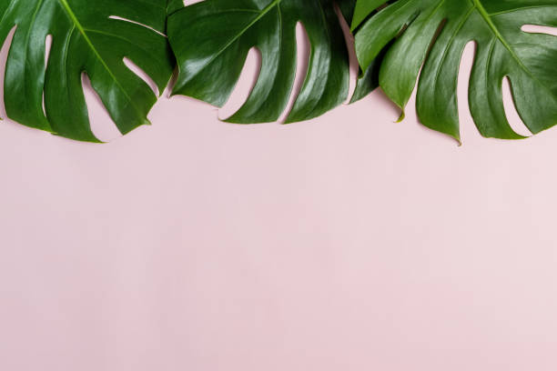 istock Fresh green  tropical Monstera leaf on pink background with copy space, top view 1145124497