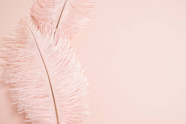 istock Pink pastel feathers on pink background with copy space. Flat lay, top view. 1145125014