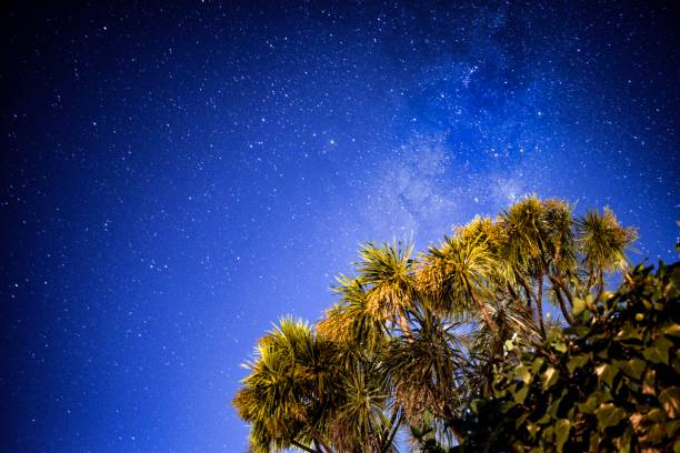 istock Milky Way over Cabbage tree in New Zealand 1145127738