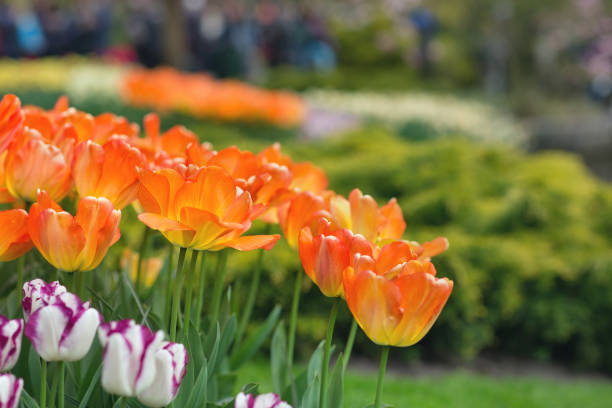 istock Orange tulips in a park background. Spring concept. Closeup. Selective focus. 1145128719