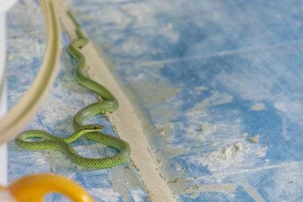 istock Close up little green snake on the floor. 1145135402