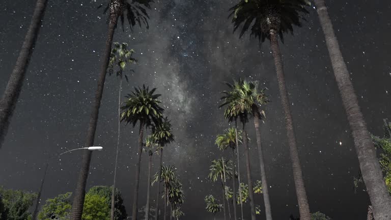 Night Sky Milky Way over Beverly Hills Boulevard Palm Trees