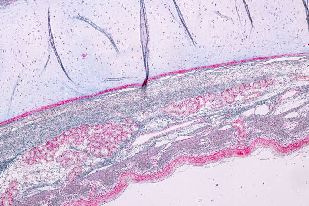 istock Learning anatomy and physiology of Pseudostratified columnar epithellum under the microscopic in laboratory. 1145138450