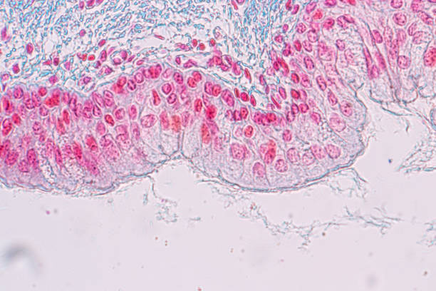 istock Learning anatomy and physiology of Pseudostratified columnar epithellum under the microscopic in laboratory. 1145138452