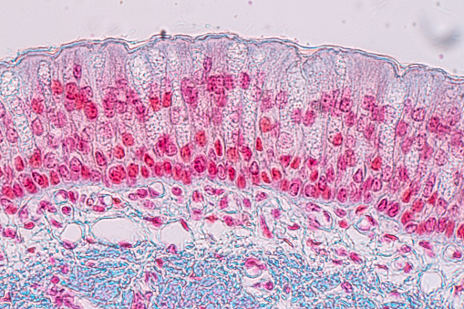 Aprendizaje de anatomía y fisiología de epithellum columnar pseudoestratificado bajo el microscópico en laboratorio. photo