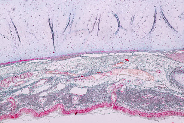 istock Learning anatomy and physiology of Pseudostratified columnar epithellum under the microscopic in laboratory. 1145138484