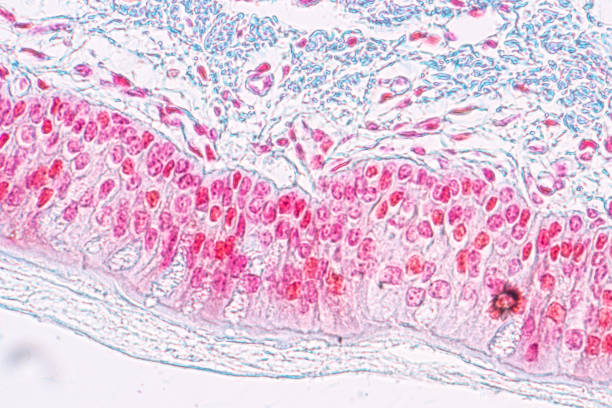 istock Learning anatomy and physiology of Pseudostratified columnar epithellum under the microscopic in laboratory. 1145138546