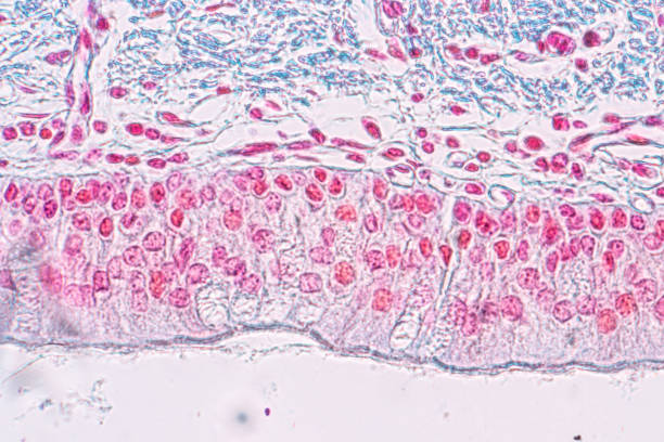 istock Learning anatomy and physiology of Pseudostratified columnar epithellum under the microscopic in laboratory. 1145138547