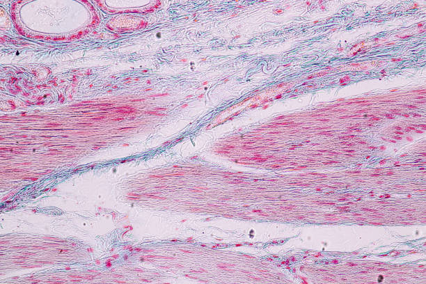 istock Learning anatomy and physiology of Pseudostratified columnar epithellum under the microscopic in laboratory. 1145138549