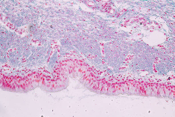 istock Learning anatomy and physiology of Pseudostratified columnar epithellum under the microscopic in laboratory. 1145138570