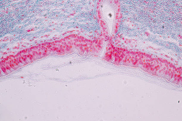 istock Learning anatomy and physiology of Pseudostratified columnar epithellum under the microscopic in laboratory. 1145138580