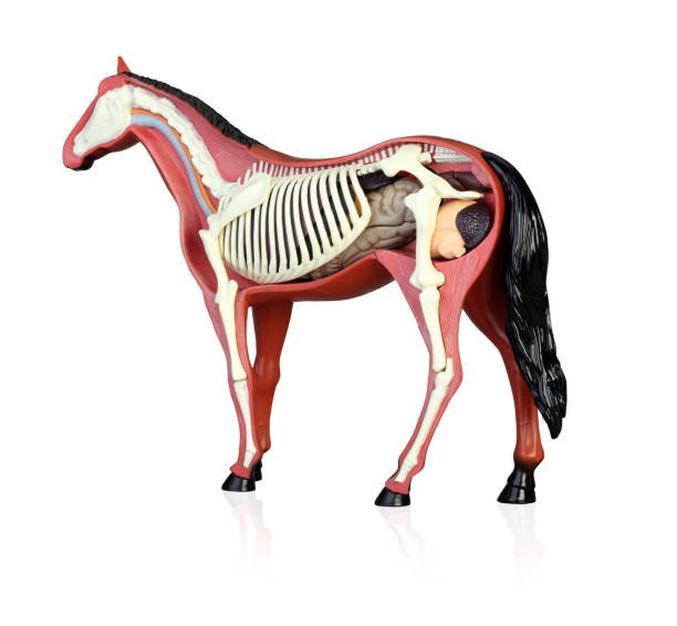 istock Anatomy of a horse 1145138714