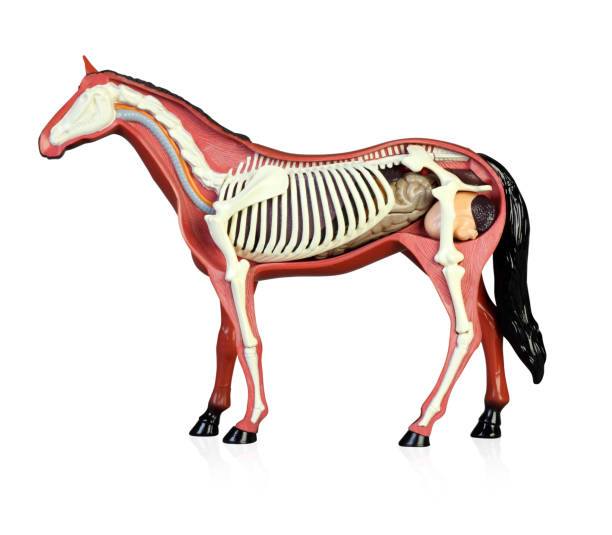 anatomie eines pferdes - horse animal skeleton anatomy animal stock-fotos und bilder