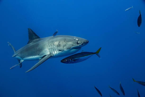 istock Cage Diving with Great White Sharks in Guadalupe, Mexico 1145142860