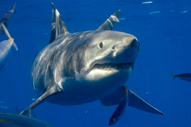istock Cage Diving with Great White Sharks in Guadalupe, Mexico 1145142877
