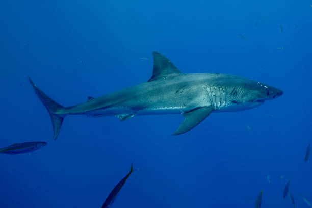 istock Cage Diving with Great White Sharks in Guadalupe, Mexico 1145142890
