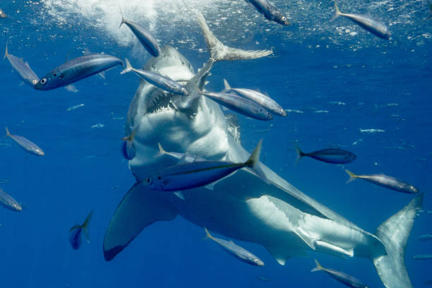 istock Cage Diving with Great White Sharks in Guadalupe, Mexico 1145142894