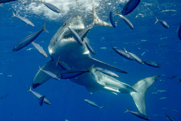 istock Cage Diving with Great White Sharks in Guadalupe, Mexico 1145142898