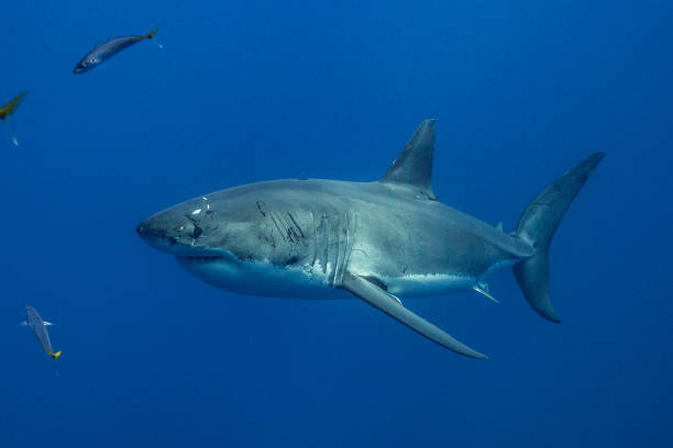 istock Cage Diving with Great White Sharks in Guadalupe, Mexico 1145142906