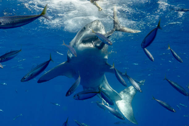 istock Cage Diving with Great White Sharks in Guadalupe, Mexico 1145142909