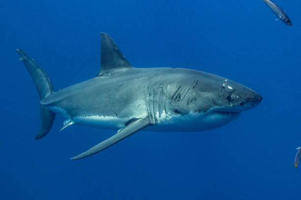 istock Cage Diving with Great White Sharks in Guadalupe, Mexico 1145142916