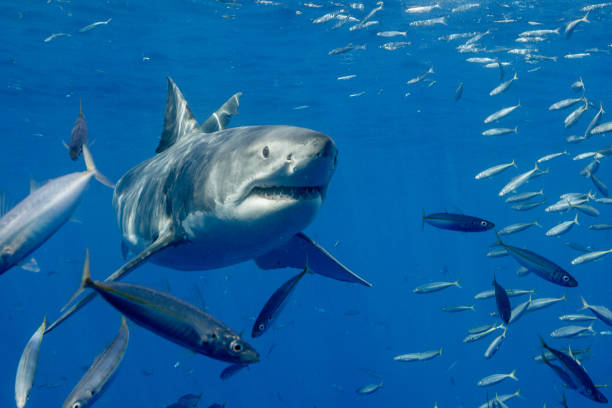 istock Cage Diving with Great White Sharks in Guadalupe, Mexico 1145142924
