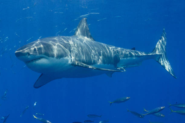 istock Cage Diving with Great White Sharks in Guadalupe, Mexico 1145142943